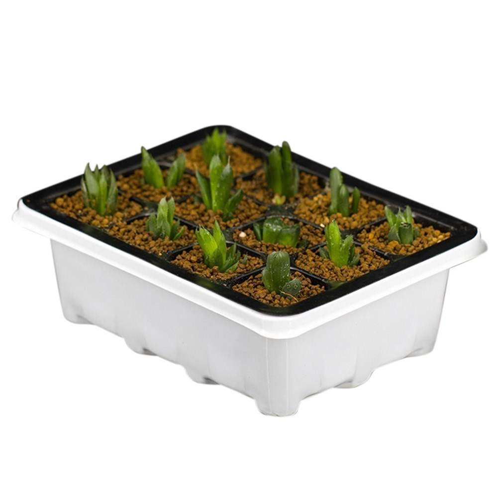 Plastic Nursery Pots Succulent Plant Seeds Germination Tray - Gardening Grow